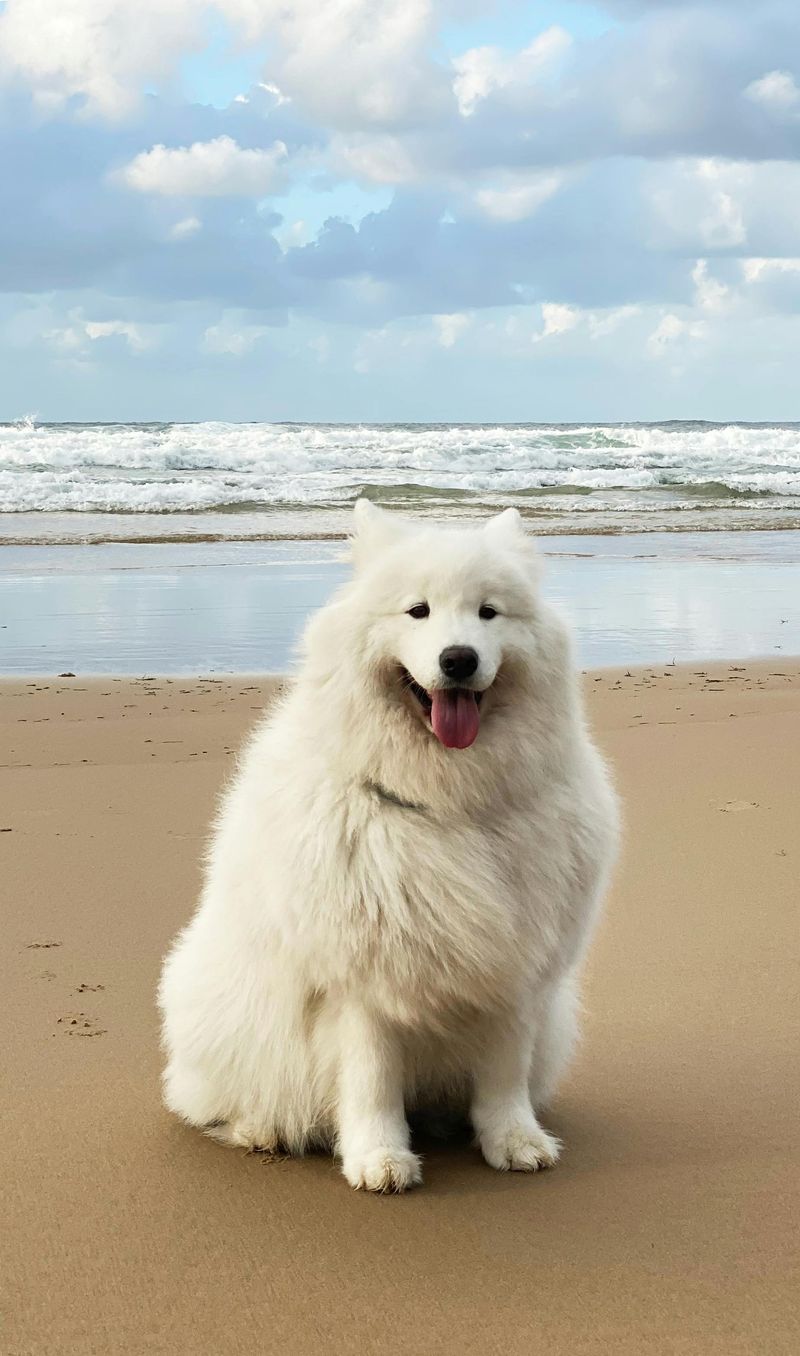 Samoyed