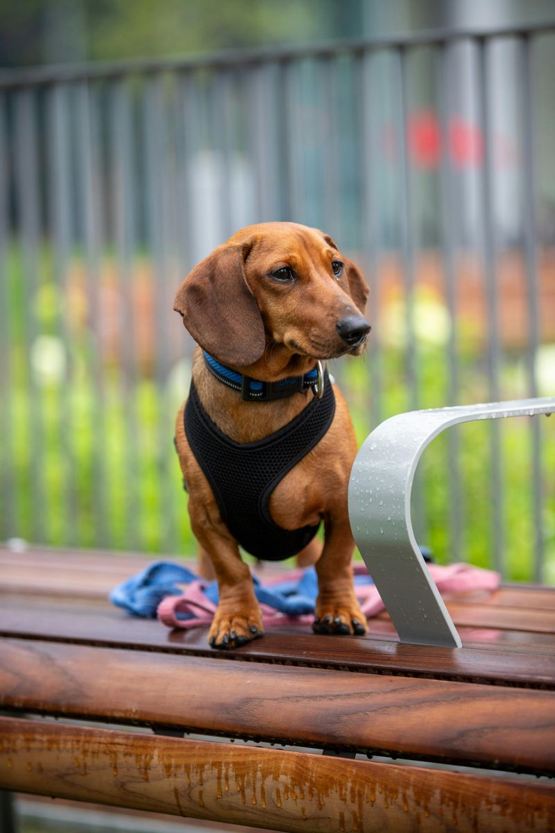 Dachshund