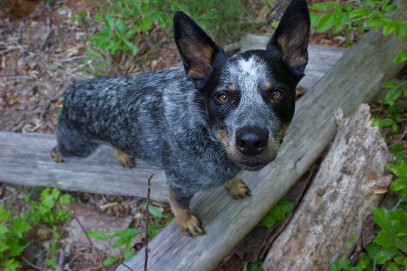 11 dogs that notice when something doesn't belong - and 3 that may simply wag their tails 9 Australian Cattle Dog - the pattern spotter