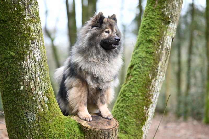 12 dog breeds that will happily disappear into the snow - but bring out the bath and enthusiasm can vanish 11 Keeshond