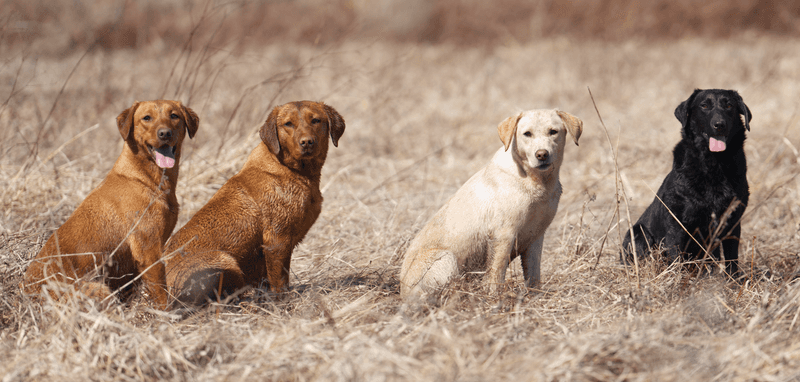 Owners don’t realize these 11 breeds often need earlier joint support 4 Labrador Retriever