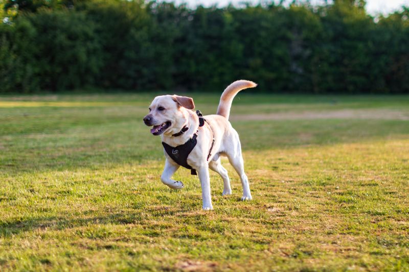 12 dog breeds that can shut down around conflicting commands - plus 3 that roll with the chaos 11 Labrador Retriever - rolls with the chaos, tail still wagging