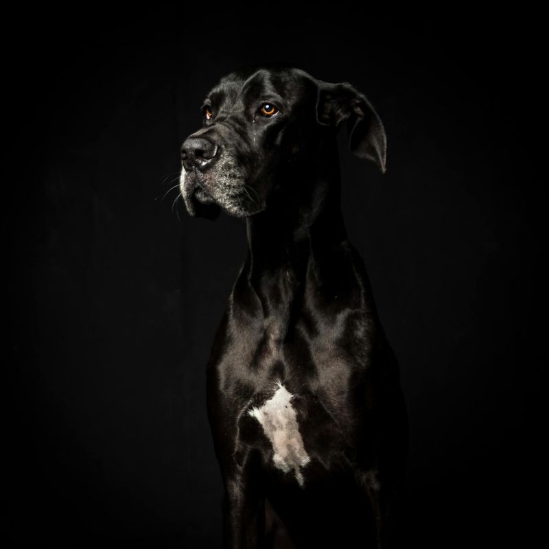 11 low-drama dog breeds that bring calm instead of constant stress 8 Great Dane