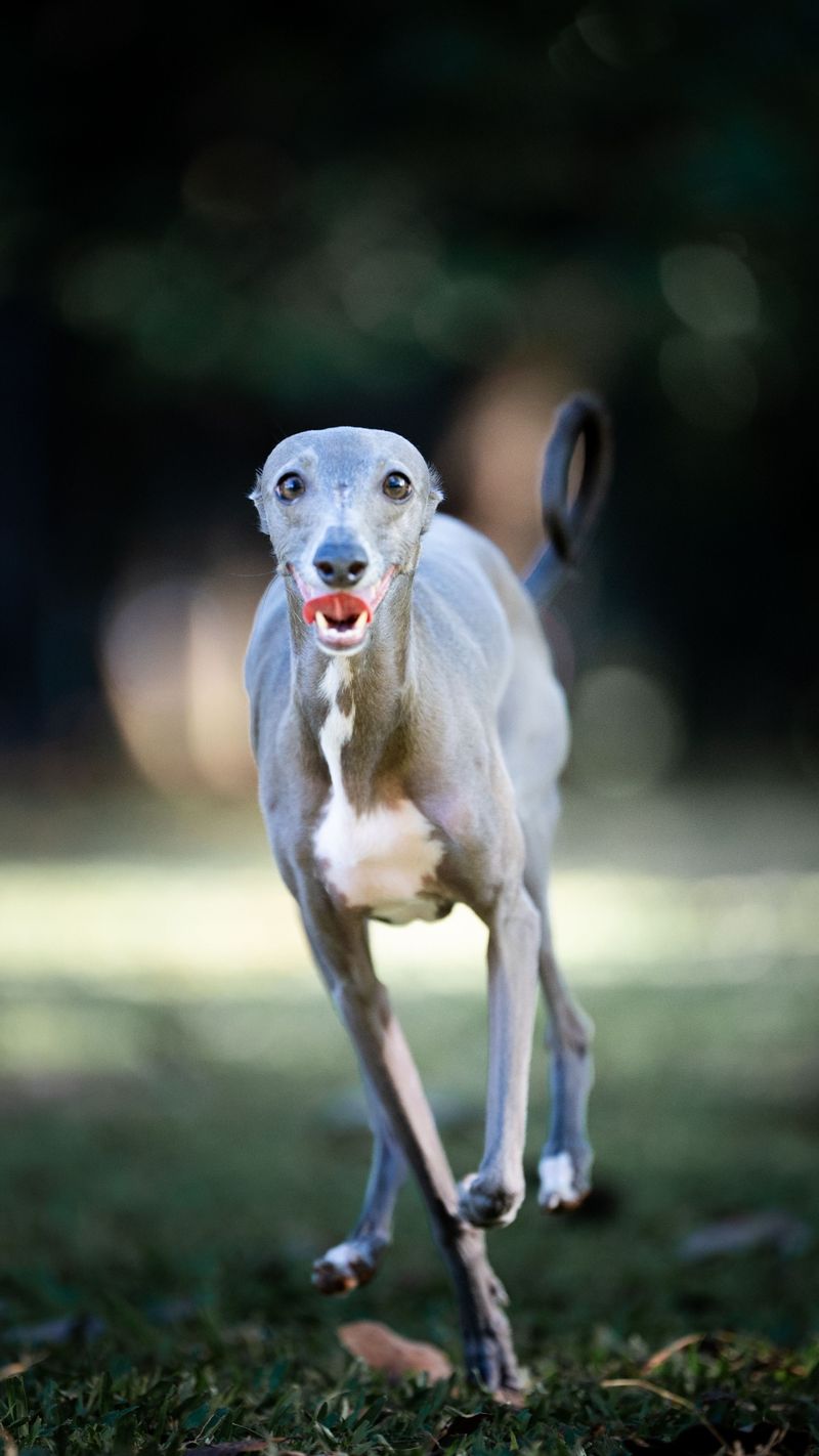 You wanted a dog - You may accidentally get a full-time shadow 10 Italian Greyhound - The Delicate Shadow Sprinter