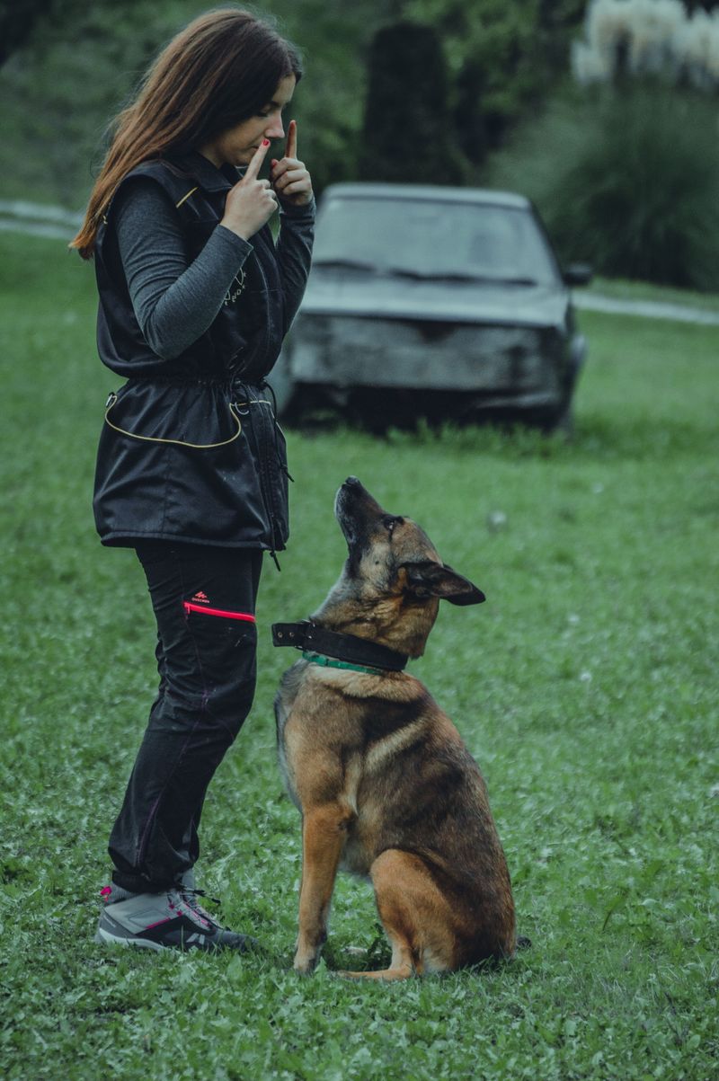 Stop measuring your dog's love by cuddles - Some of the strongest signals look completely different 4 German Shepherd - teamwork as a love language