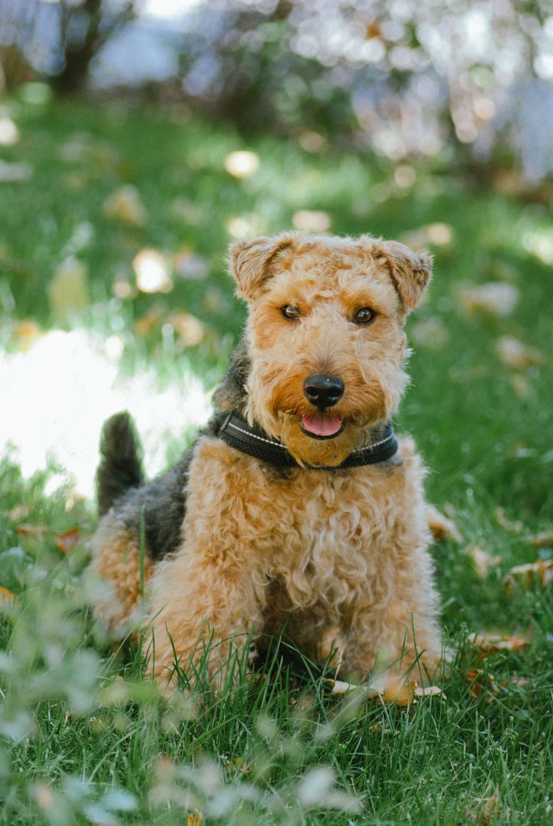 Dog trends move in cycles - These once-familiar breeds deserve another look 5 Airedale Terrier