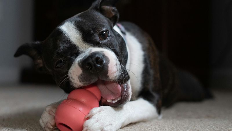 Boston Terrier