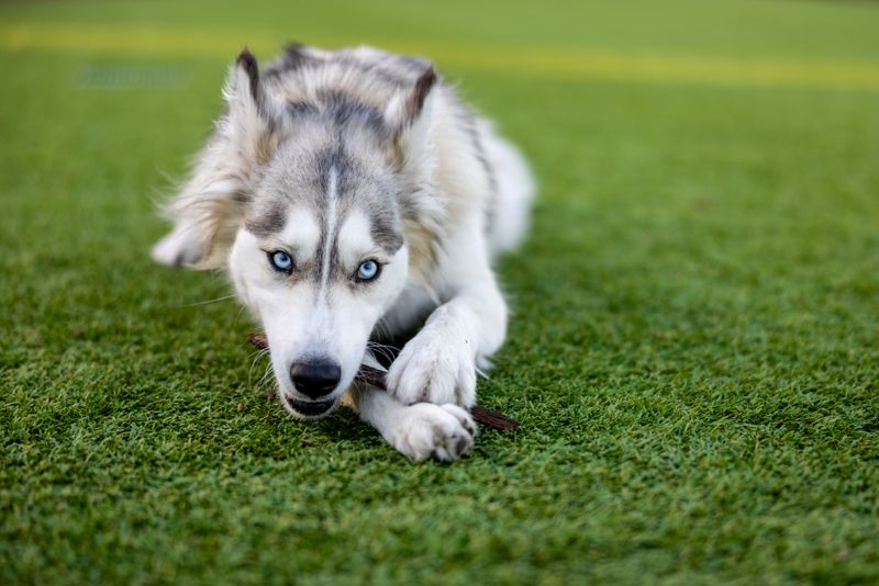Want a dog that makes you think too? These clever breeds can keep their owners mentally involved 7 Siberian Husky - the creative escape artist