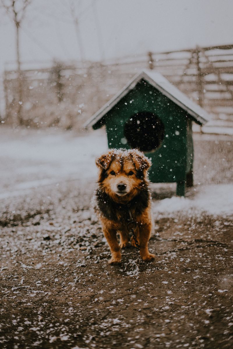 Winter paws take a beating, and these 9 habits keep them from cracking 6 Choose pet-safe ice melt at home