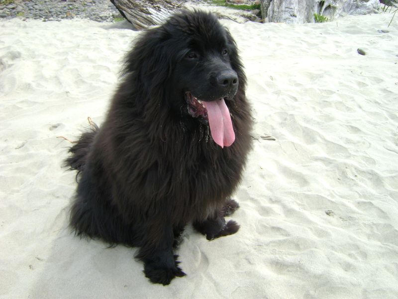 Some dogs impress you with intelligence or athleticism - These breeds tend to win people over by being genuinely pleasant company 12 Newfoundland