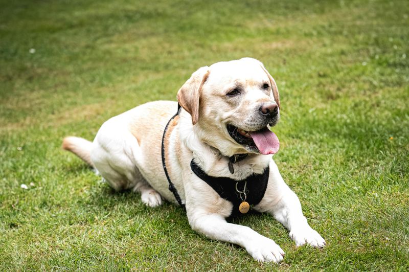 10 controversial dogs owners still love, plus 3 breeds that check almost every box 12 Labrador Retriever