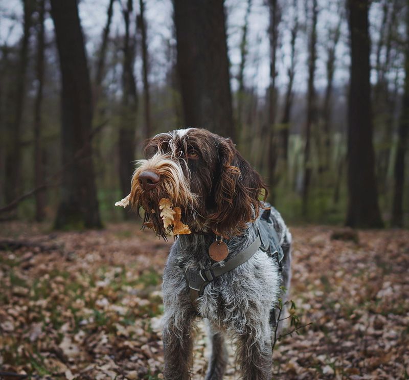 Wirehaired Pointing Griffon