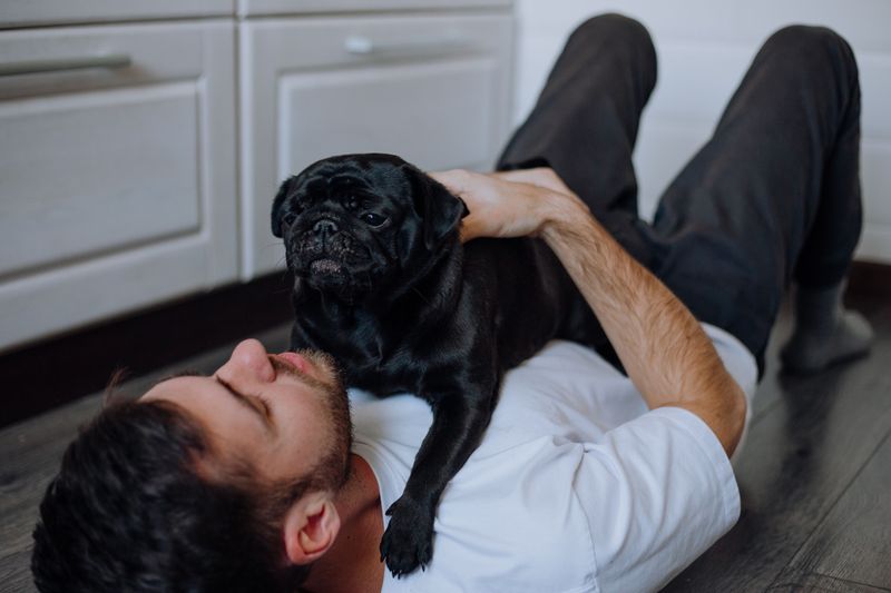 18 dog breeds that become emotionally attached faster than most owners expect - plus 3 that never seem to want personal space 20 Pug (extra affectionate)