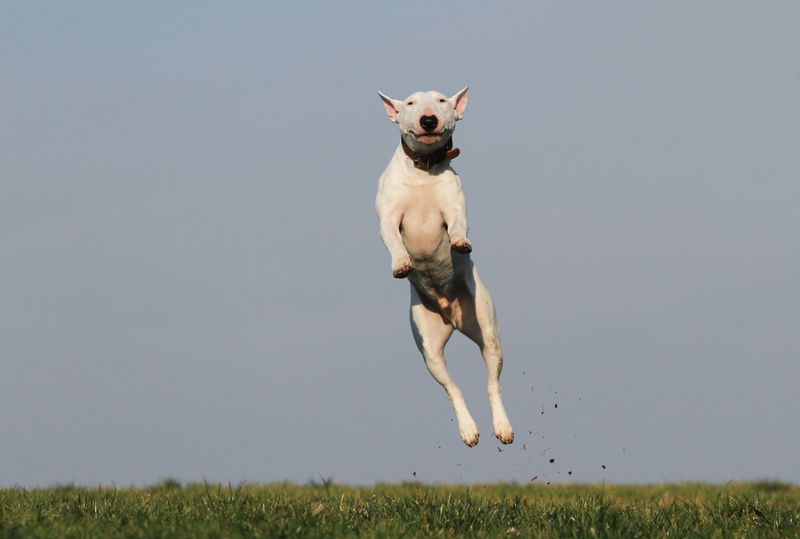 Bull Terrier 