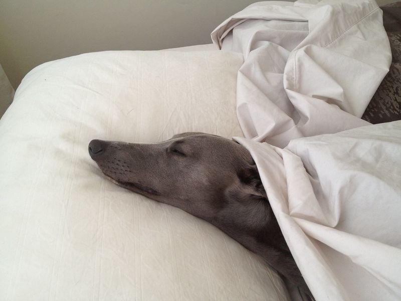 17 dog breeds that can turn an ordinary blanket into their entire personality for the day 2 Whippet