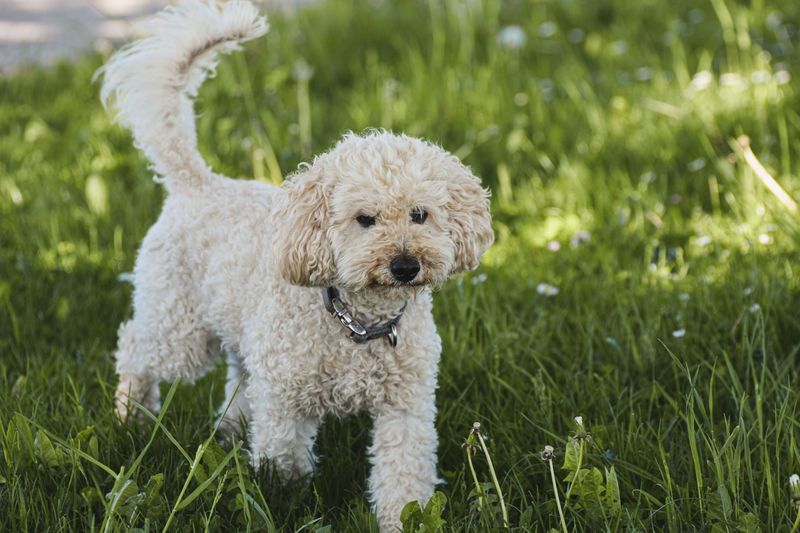 Some dogs leave us far too soon - These breeds often have time on their side 4 Miniature Poodle