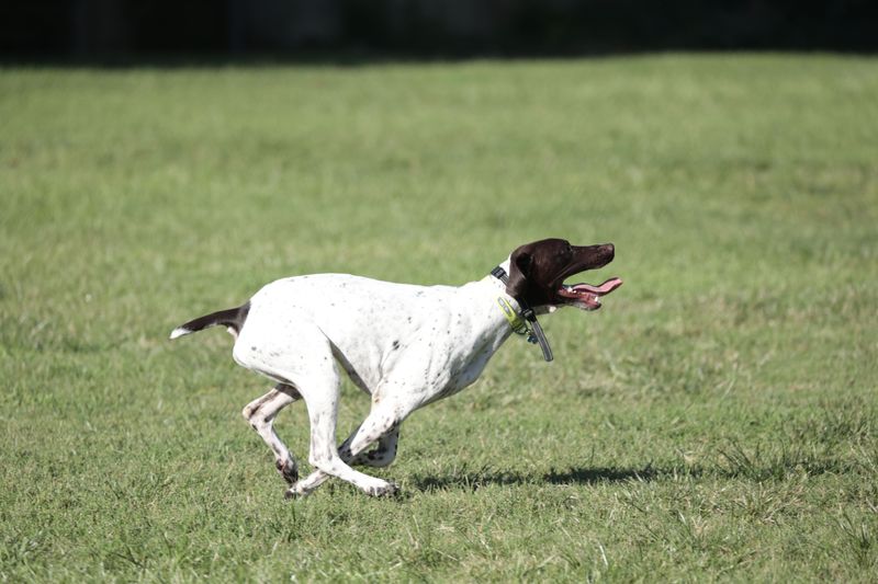 German Shorthaired Pointer: The All-Terrain Athlete