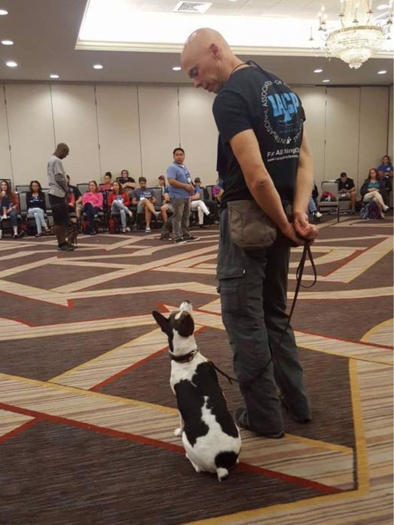 Expecting treats alone to solve training problems