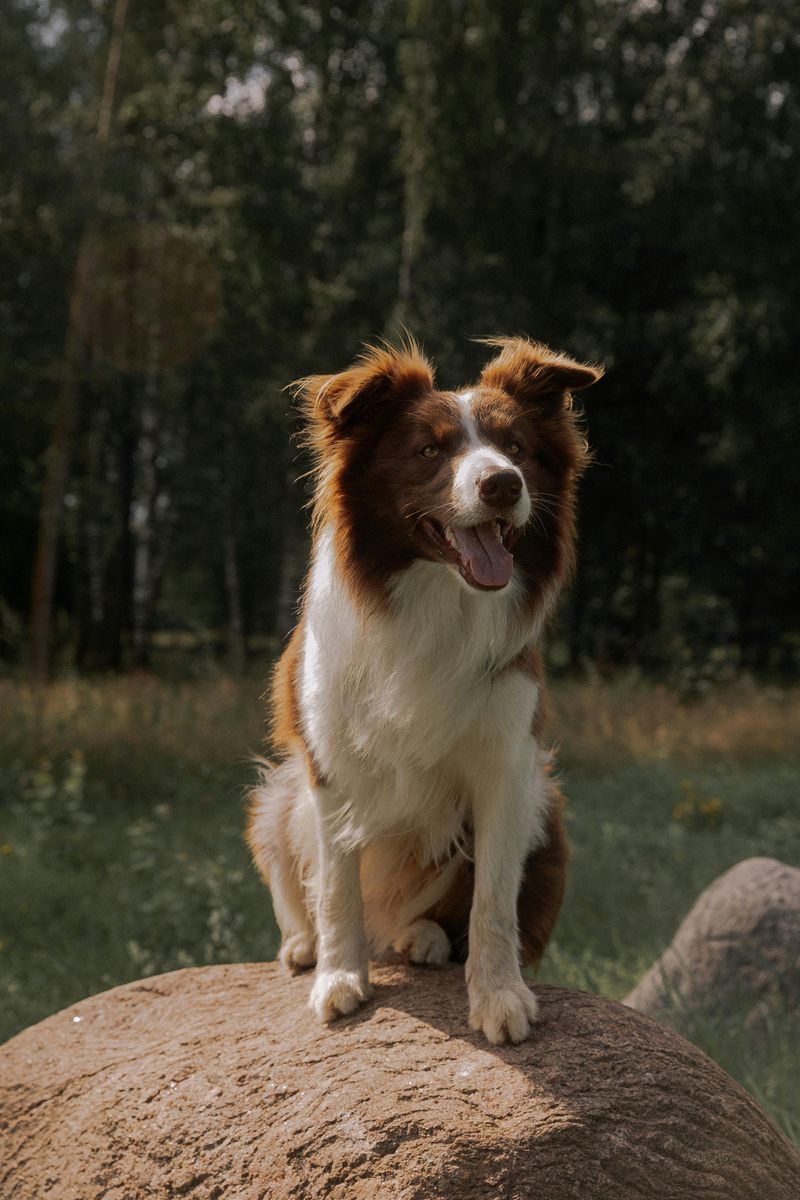 Collie
