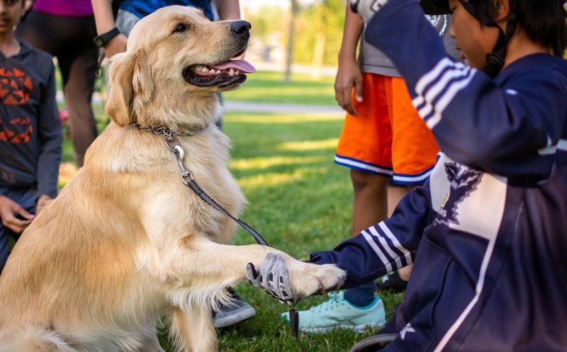 10 Golden Retriever truths owners wish they knew before bringing one home 10 They need consistent training early