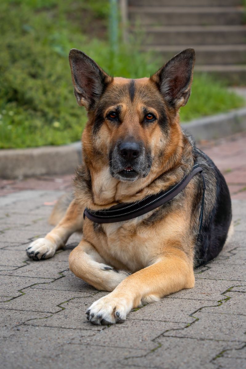 German Shepherd