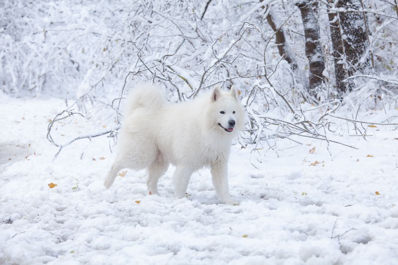 Fall in love with these dogs first and you may discover the maintenance schedule later - A few breeds flip that script 3 Samoyed: The Smiling Snow Cloud