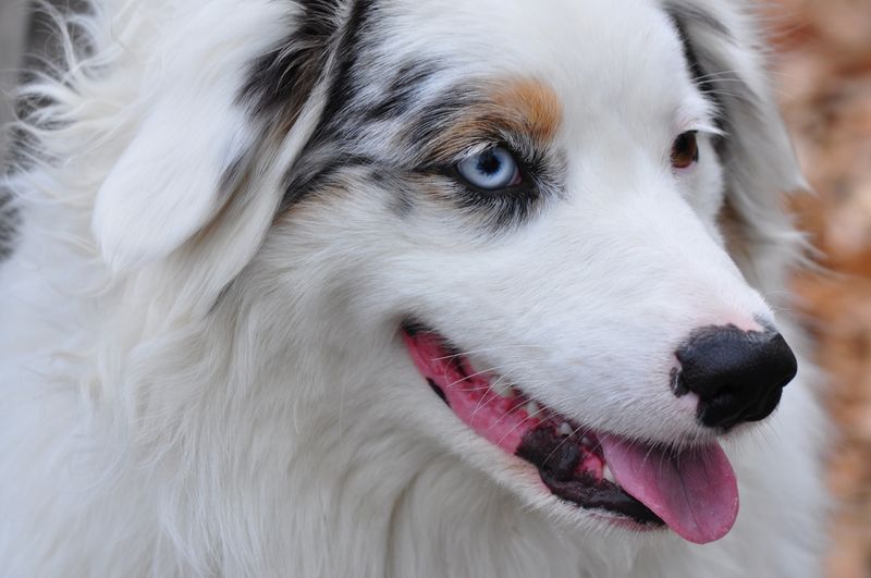 Australian Shepherd