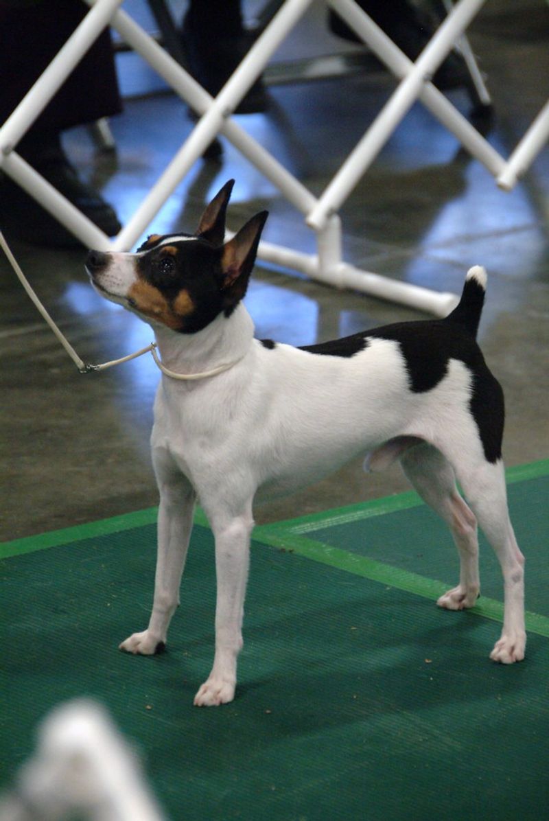 16 breeds that trust faster when you use calm hands, not loud voices 17 Toy fox terrier