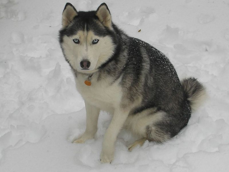 The smartest dog isn't always the one that obeys fastest - these breeds may prefer finding their own solution 2 Siberian Husky