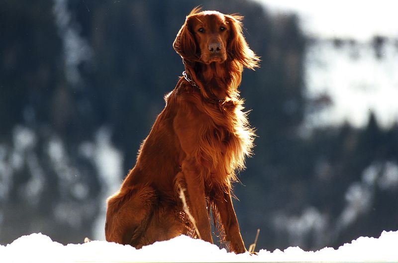 AI Enrichment Toys Are a Flex Now - 12 Breeds That Turn “Bored” Into Chaos Without Brain Games 6 Irish Setter