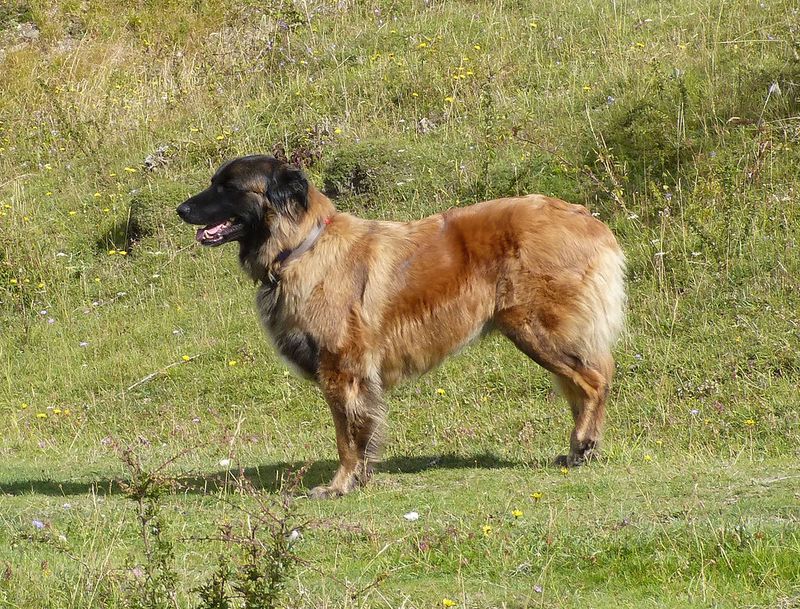 These 14 dogs combine loyalty, awareness, and strong guarding instincts 7 Estrela Mountain Dog