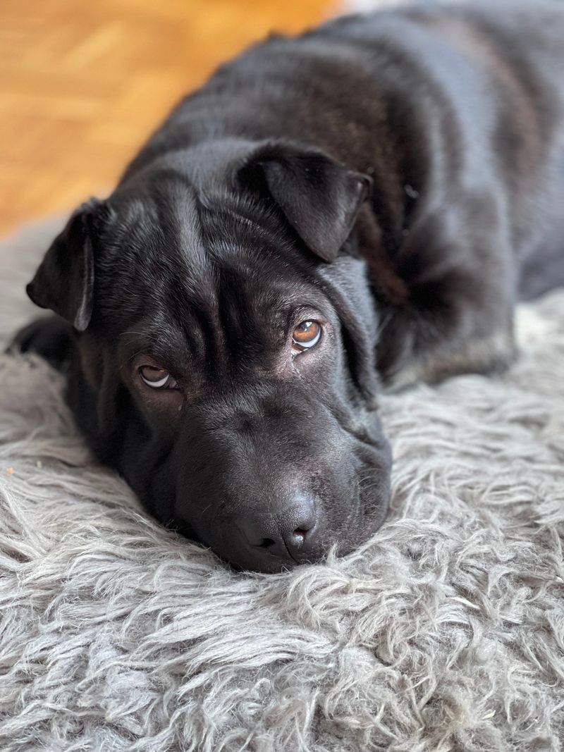 12 strong-minded dog breeds that refuse to be controlled easily 13 Shar Pei