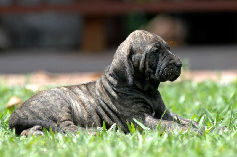 11 dog breeds that struggle badly in normal household environments 12 Fila Brasileiro
