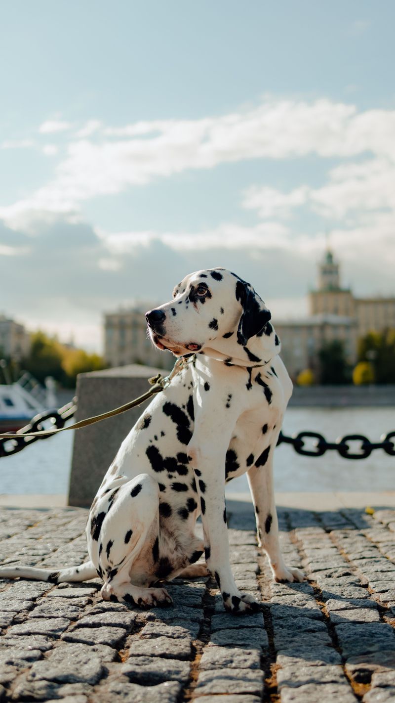 Dog trends left these breeds behind - Ask their owners and you'll hear a very different story 3 Dalmatian