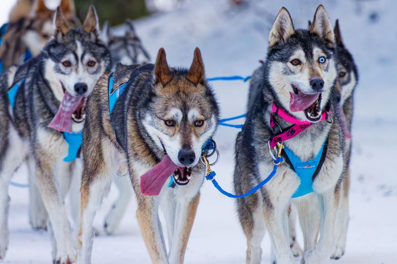 11 dog breeds that form powerful human bonds - plus 3 that may be happier around fellow dogs 14 Siberian Husky - often happier around fellow dogs