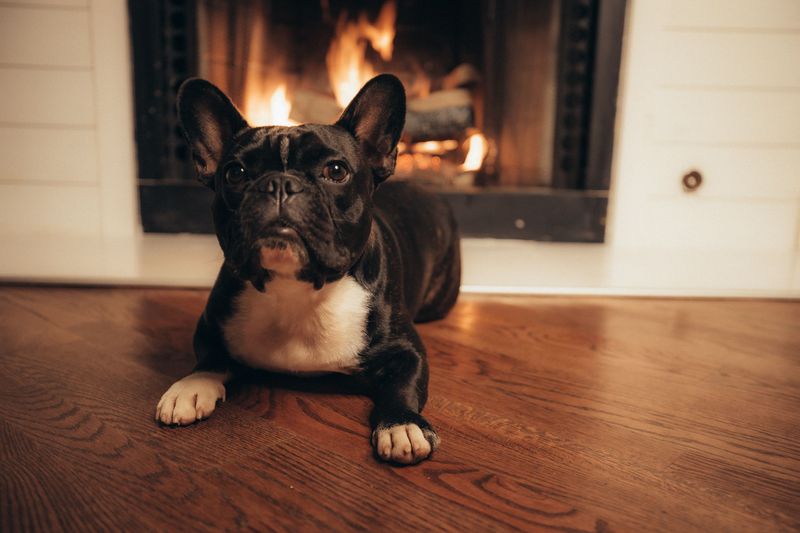 12 dog breeds that look like professional couch potatoes - Until you give them something to figure out 2 French Bulldog