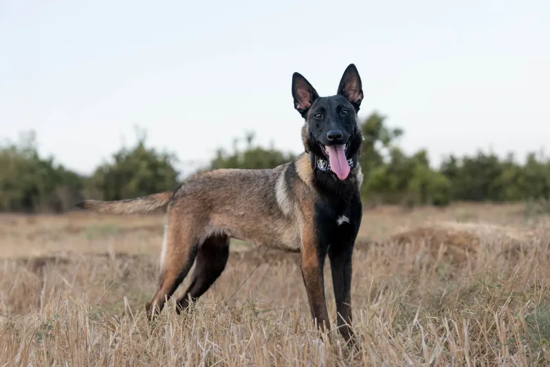 People trust these 12 dogs for protection - then they discover these 4 hidden gems 7 Belgian Malinois