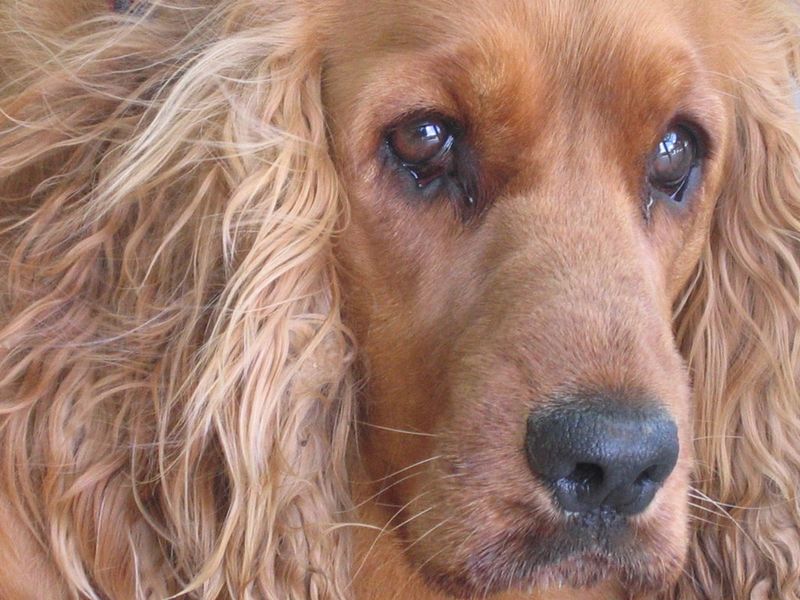 Some dogs impress you with intelligence or athleticism - These breeds tend to win people over by being genuinely pleasant company 7 Cocker Spaniel
