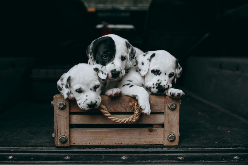 13 adorable dog breeds people underestimate until control becomes a real problem 6 Dalmatian