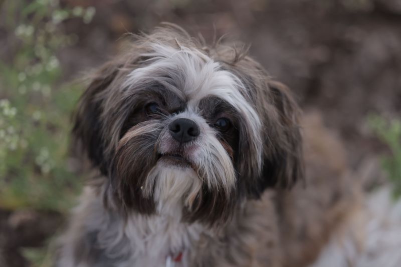Shih Tzu: A Palace Pup for the Ages