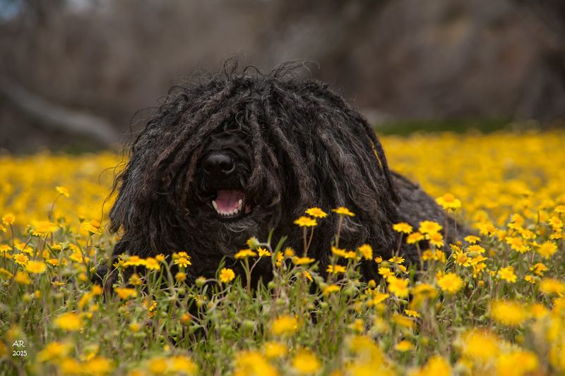 10 dog breeds so weird-looking most people assume they’re fake at first glance 6 Puli