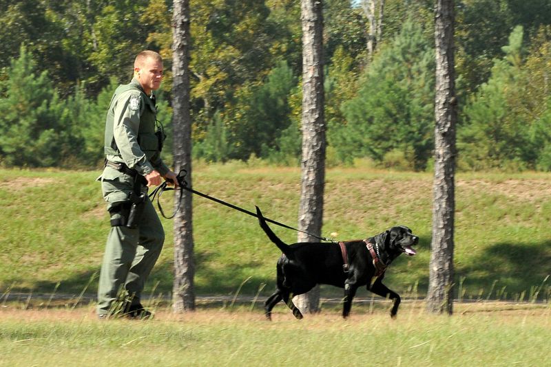 These 14 scents reveal just how extraordinary a dog's nose really is 9 Narcotics