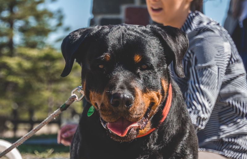 The toughest-looking dog in the neighborhood may secretly be the biggest softie in the house 2 Rottweiler