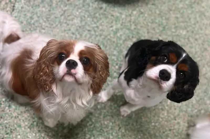 These 12 common owner mistakes confuse dogs far more than people realize 5 Skipping socialization