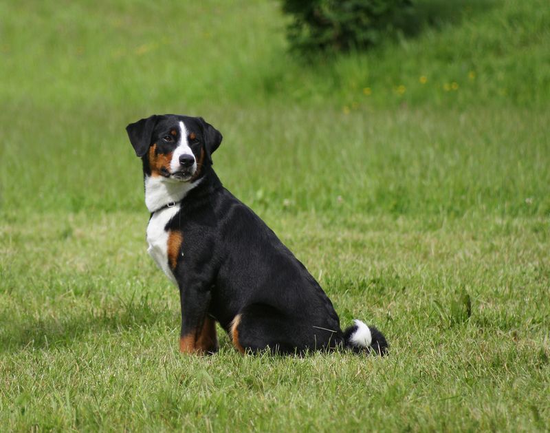 Appenzeller Sennenhund
