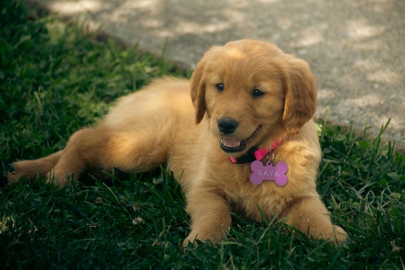One toy is all it takes for these 18 dog breeds to lose all perspective 2 Golden Retriever