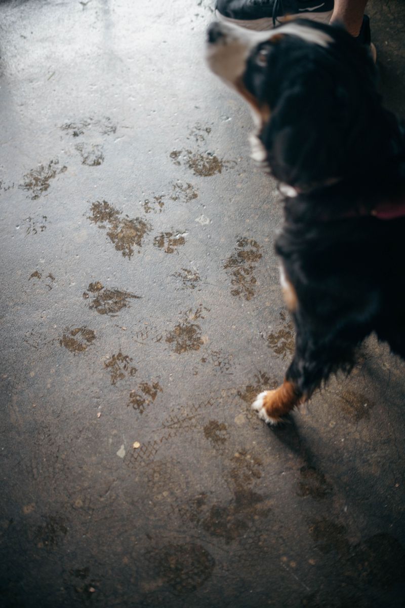 Winter paws take a beating, and these 9 habits keep them from cracking 2 Wipe paws after every walk