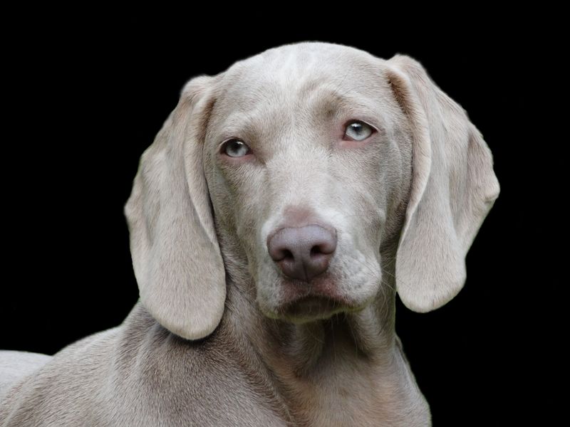 Be careful - these 11 dog breeds may not get along with cats 11 Weimaraner