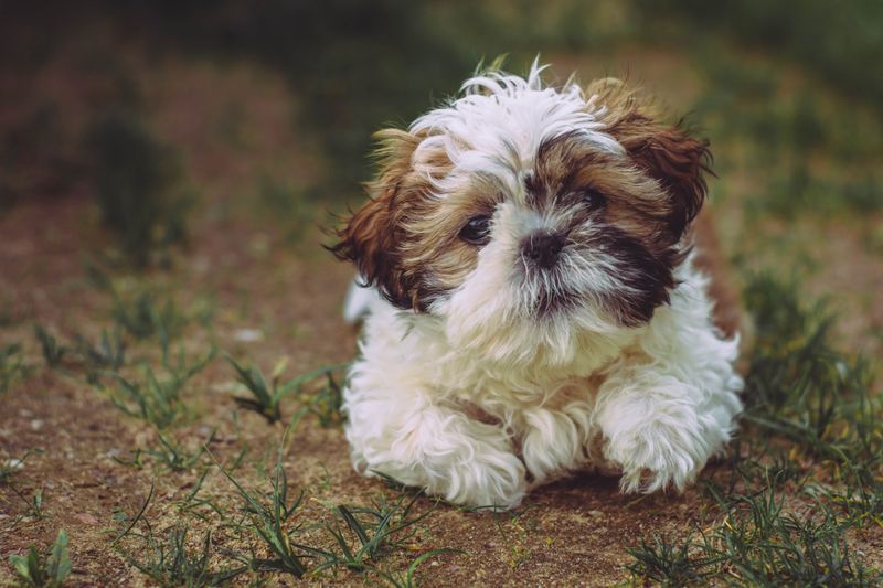 Shih Tzu