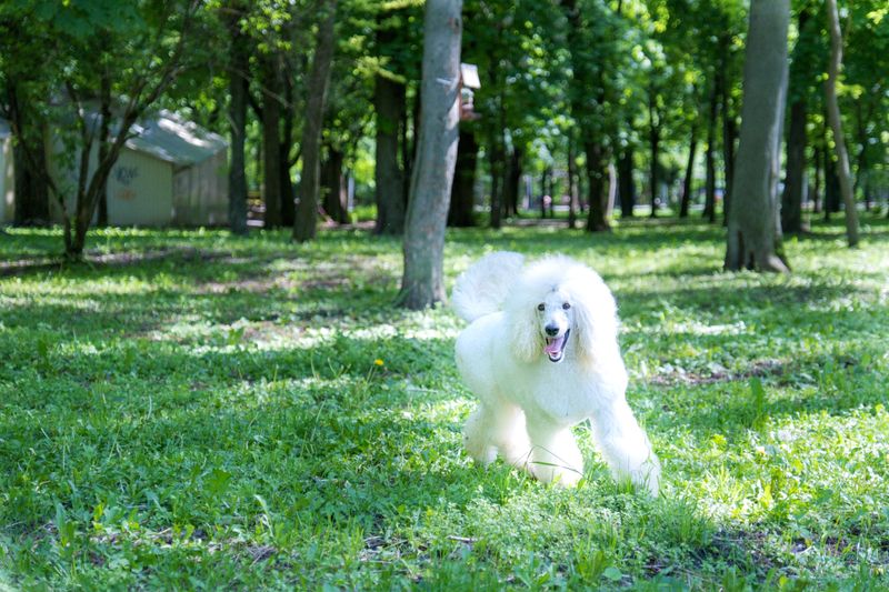 Standard Poodle